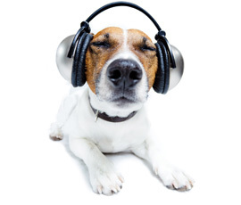 statelinedisco's profile picture. Professional and Affordable disco and dj hire in Kent, Hampshire, and Dorset!