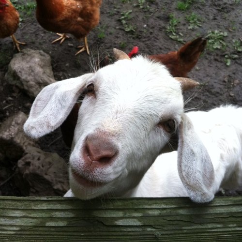 LisaPalmerArt's profile picture. Artist, Ranch Mama, Architect, Proprietress, Maker of SMILES and PSA's, Lover of THIS life and THIS day