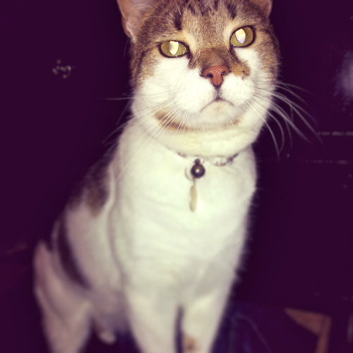 BrandoTheCat's profile picture. I love chicken.