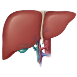 Not for profit website helping people with non alcoholic fatty liver disease, NAFLD & NASH. Website: http://t.co/amULREyu0g - Forum: http://t.co/HBMjevUBQQ