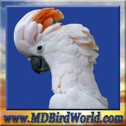 We have the largest variety of hand fed, well socialized exotic birds, bird cages, bird food, bird supplies, & bird toys.