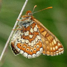 Member of Devon Branch Butterfly Conservation - but I love seeing all insects, trees, flowers, birds etc and try to take their photos whenever possible!