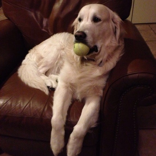 FlagstaffGlass's profile picture. 