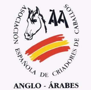 Asociación Española de Criadores de Caballos Anglo-Árabes. Anglo-Arab Spain