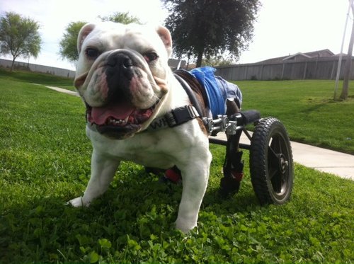 An online community for owners and lovers of Special Needs Bulldogs.  Learn and share from each other!