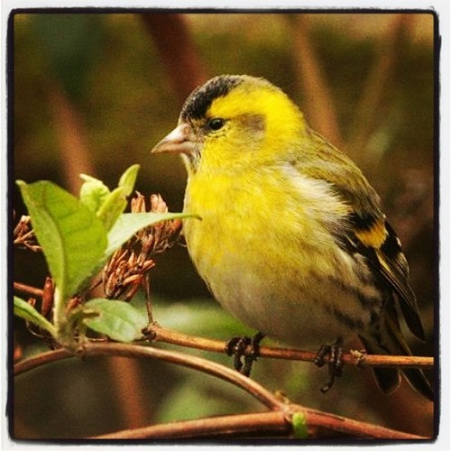 Brightspanner's profile picture. 