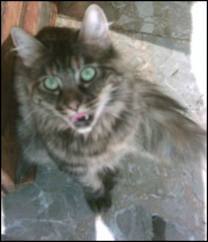 Roach fed , Raised by a crackhead, hangin in the alley on the reg