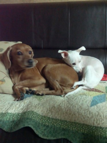 The greatness of a nation and its moral progress can be judged by the way its animals are treated. (-Mahatma Gandhi-)