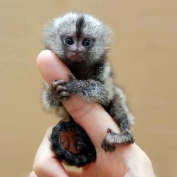 ArcaneLies's profile picture. 