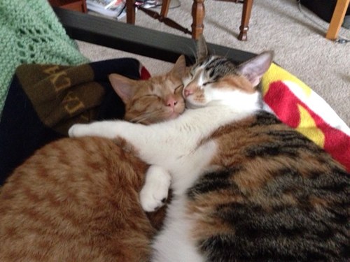 Brother and sister from same litter!