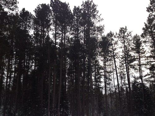 johnnyarmstrong's profile picture. Freak geek and weirdo.