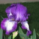 Iris Queen - @irisqueen - Twitter