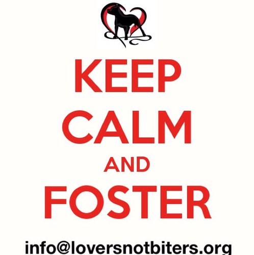 Lovers Not Biters Dog Rescue is dedicated to saving homeless & abandoned dogs from euthanasia & crowded high-kill shelters. info@loversnotbiters.org