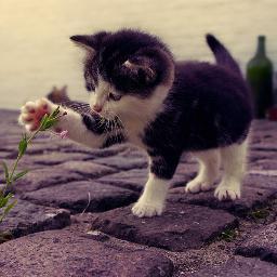 Ma passion ? Les chats