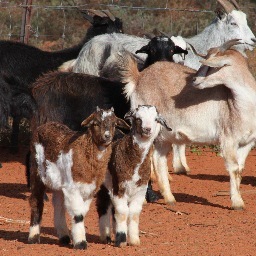 A place for info, knowledge & q's sharing on all things Rangeland Goats. Run by @flissmcleod