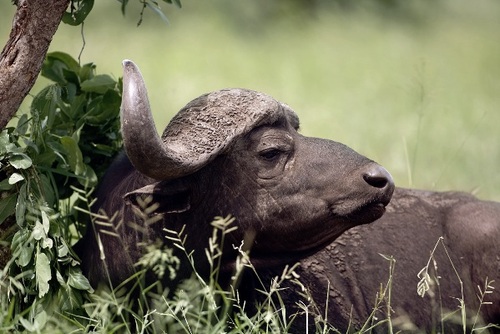 Singita Lebombo and Sweni lodges based in the heart of the Kruger National Park.