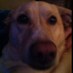Herbie (@sarahsadyjim) Twitter profile photo