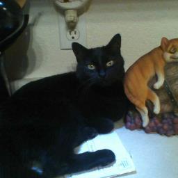 azcatlady7kris's profile picture. Love my cat's!