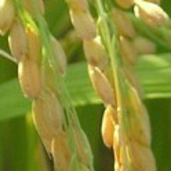 Dynamic Rice genomes NSF project