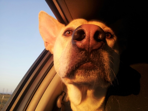 KodaTheWoof's profile picture. Welcome to My Mind - The Mind of this Loved Mutt. I like food and live with a teenage girl - AKA - Mom - AKA - @DaisyKitty8