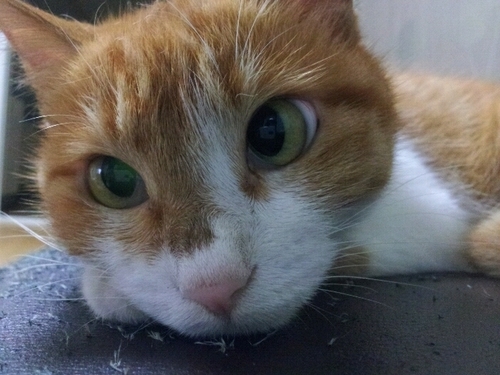 Hi im Puzzle