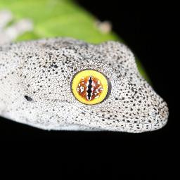 I enjoy nature, especially reptiles and photography. Research Associate Australian Museum Sydney. Thoughts controlled by gecko overlords.