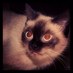 Hibar (@hibar68) Twitter profile photo