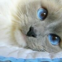 Алена Авдонина (@lfurshet) 's Twitter Profile
