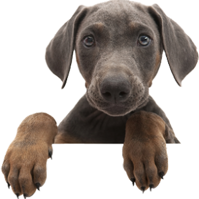 lost dogs san antonio lost san antonio lostdogsa lost dogs san antonio lost san antonio lostdogsa