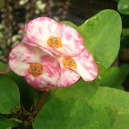 PatiencePeace's profile picture. 