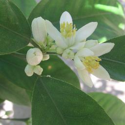 NaranjasdeCulle's profile picture. Venta online de naranjas y mandarinas frescas directamente del agricultor a tu mesa. Envíos gratis en 48h.