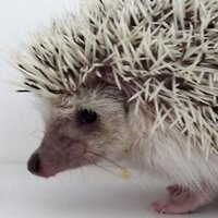 The Good Old Days (@_goodolddays) 's Twitter Profile