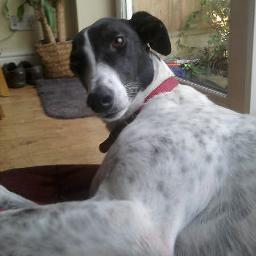 The thoughts of a neurotic greyhound...