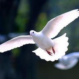 Follower of Jesus