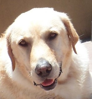 Bosley_Mate's profile picture. I'm a lover, not a fighter.  I hate flies because they scarred my ears, but I wouldn't hurt anything else.  I love jazz, sunshine and food...especially food.