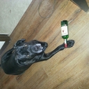 Buddy Rogers - @B_Rog_ - Twitter