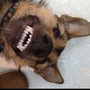 Chris Sugden - @wilmslowdentist - Twitter