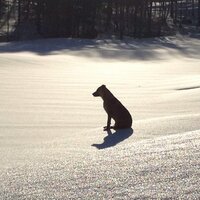 Gib Piche (@gibpiche) 's Twitter Profile