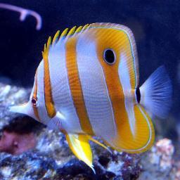 We are a well established family run aquatic store
based in kent supplying a huge range of aquarium and pond products.