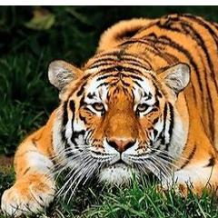 RKTHAKAR's profile picture. 