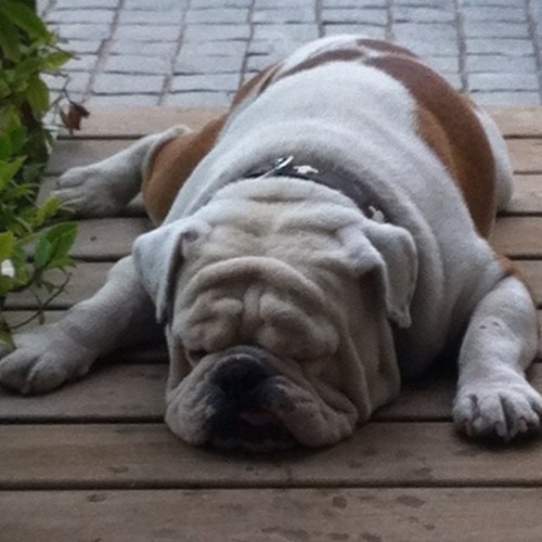 GrastyB's profile picture. Daredevil Aficionado/Spagatt Man/Aristoboss/Provider Fan