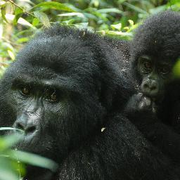 We are a #gorilla #trekking company in #Uganda and #Rwanda. We plan the gorilla trek tour, keen with conservation of #wildlife, #birds and chimpanzees