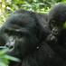 Arch Safaris Uganda (@archsafaris) Twitter profile photo