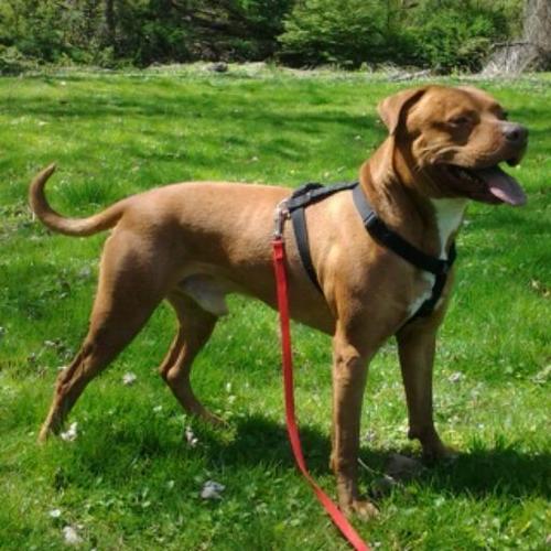 Legend. 9yo APBT(pitbull) *Crossed  🌈 Rainbow Bridge July 20, 2015*