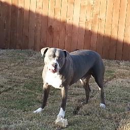 LUV Wendi...Pitbulls...Racing Cars..Poker...Cycling. #TRUMP2020 ,#AmericaFirst ,#PoliticalCivilWar by #DemonRats  , #KAG 🇺🇸 🇬🇧 🇮🇪 🇮🇸