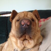 Junk (@cheshire_junk) 's Twitter Profile Photo