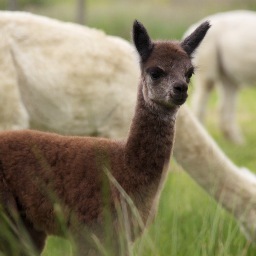 thealpacapark's profile picture. A superb oasis of tranquility & charm.

Enjoyed for: 
Alpacas & Ambling   Wildlife & Walking   Sitting & Talking   Eating & Shopping