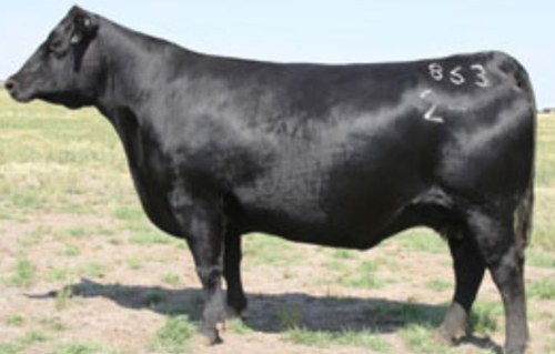 2BarAngus's profile picture. Our herd is about half A.I. and half E.T. Our program is performance based and each cow must earn her right to stay out of the receipt herd or cull pen. Growing