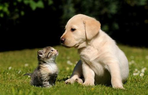 PetsHealthTips's profile picture. We are passionate about pets and wish to share our tips and offers! Sign Up for your FREE dog care ebook.