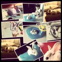 april chu - @blackmumba11 - Twitter